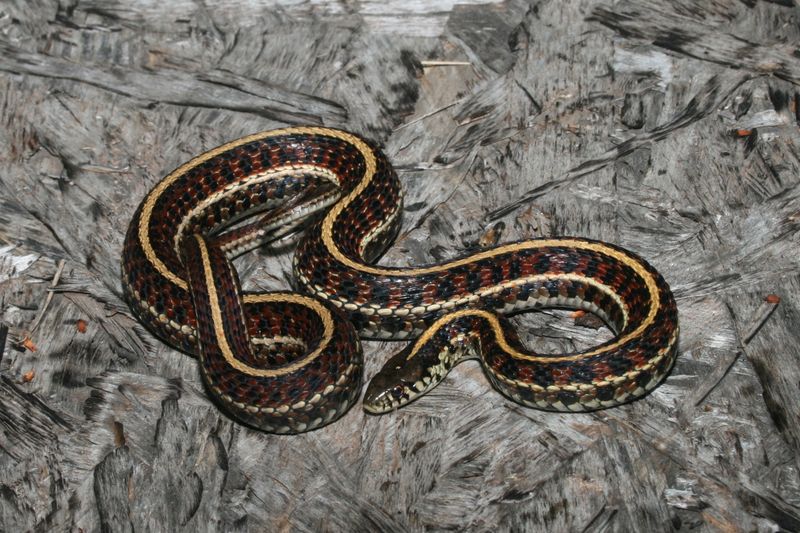 Plains Garter Snake