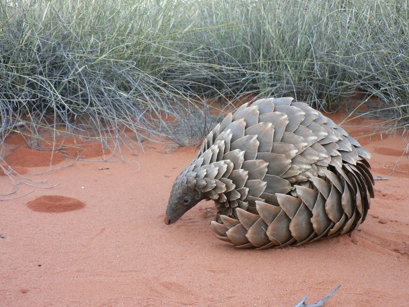 Pangolin