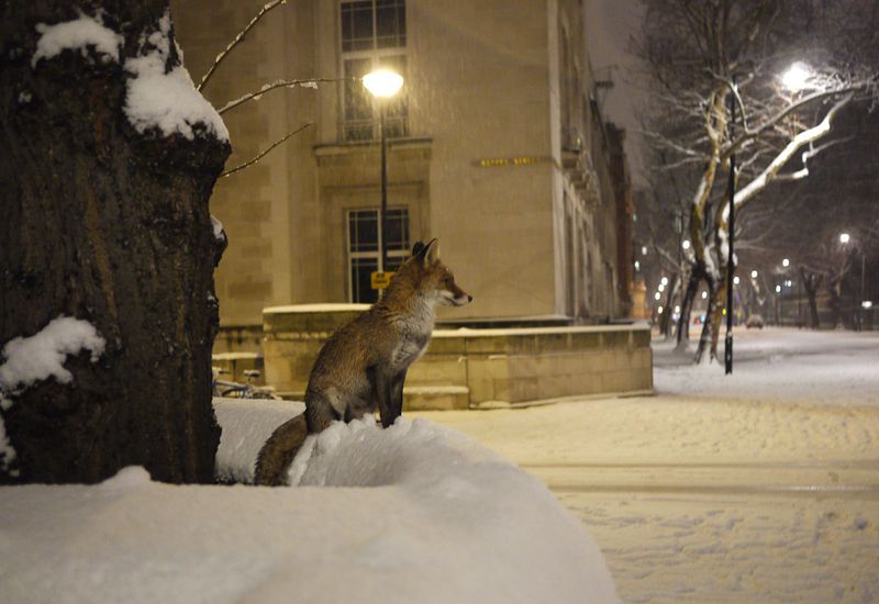 Urban Fox (London)
