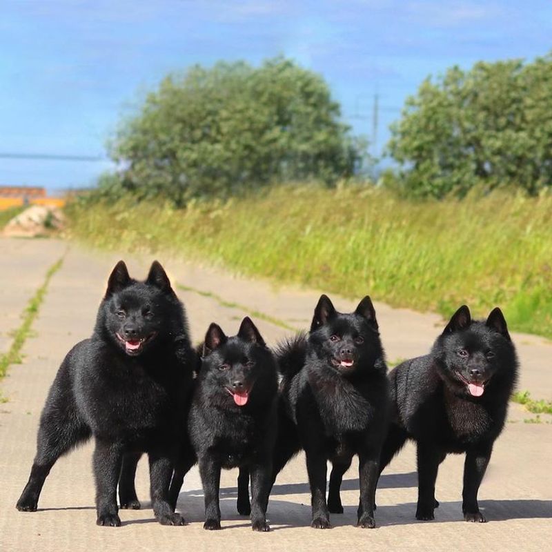 Schipperke