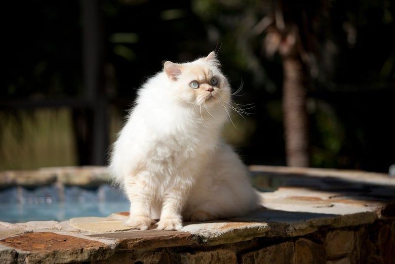 Himalayan