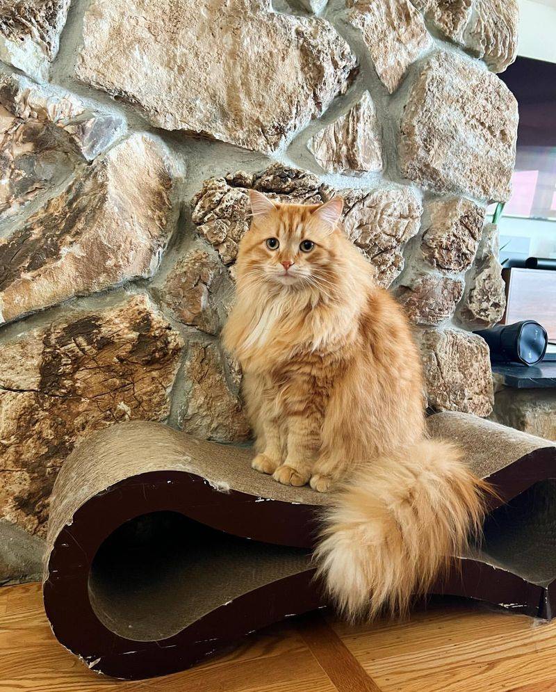 Siberian Cat
