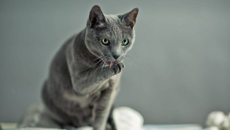 Russian Blue