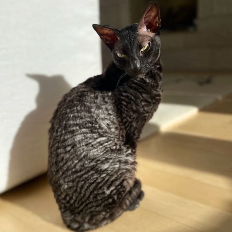 Cornish Rex (Black Coat Option)