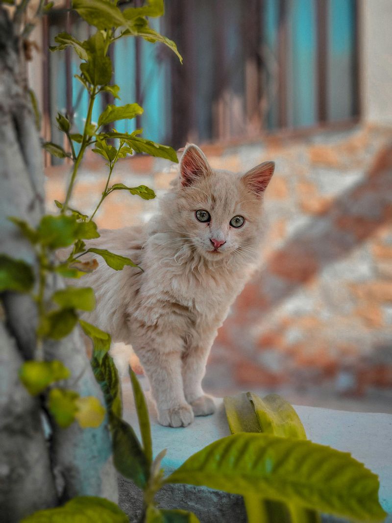Turkish Angora