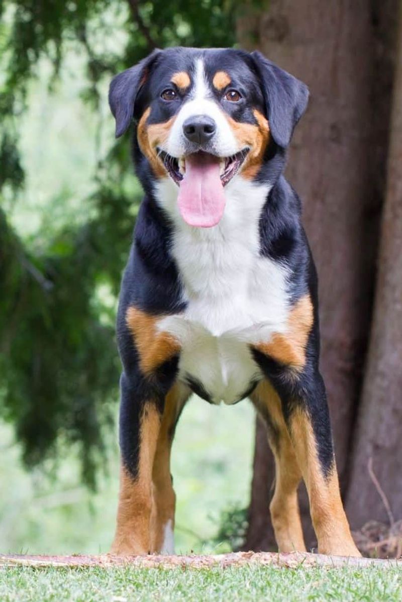 Appenzeller Sennenhund