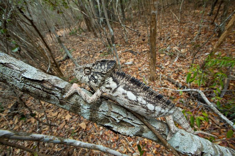 Camouflage Does Play a Role—But a Small One
