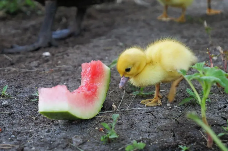 Skipping grit with treats