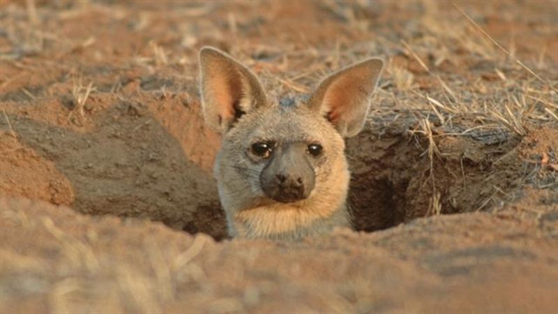 Aardwolf