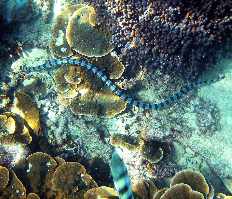 Sea Snake