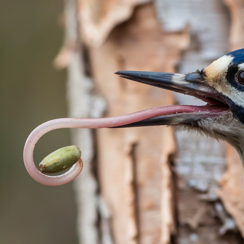 Woodpecker