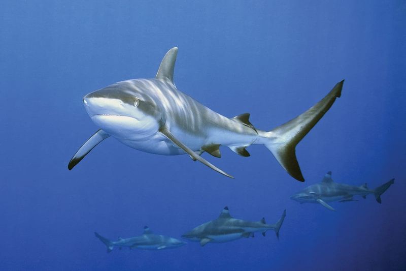 Blacktip Shark's Dazzling Acrobatics