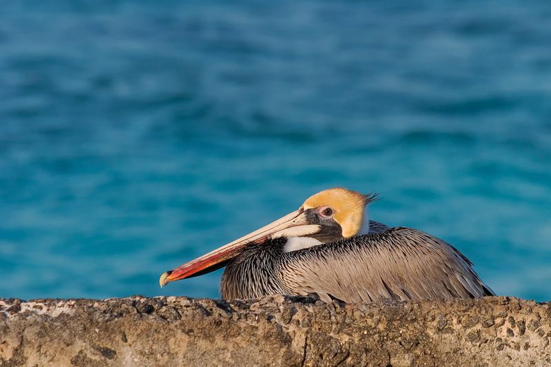 Brown Pelican