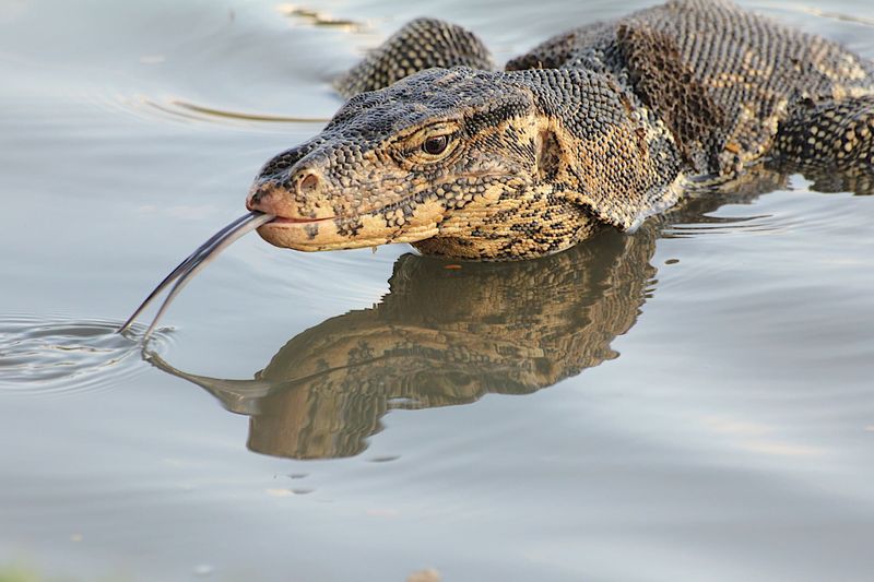 Monitor Lizard