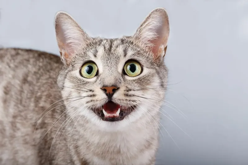 Unexpected Vocalizations