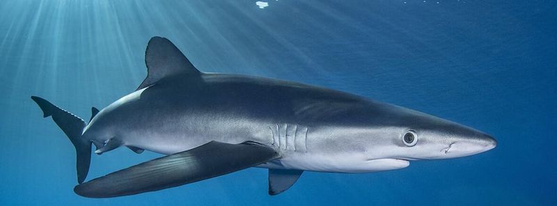 Blue Shark