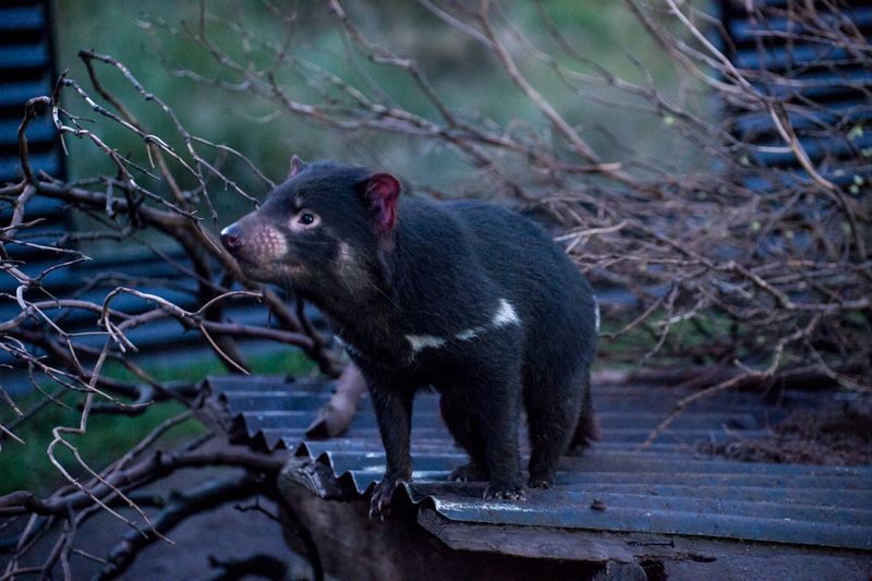 Tasmanian Devil