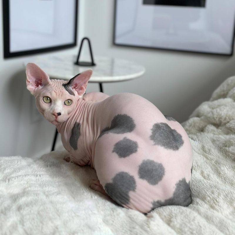 Sphynx