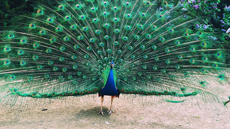 Peacock's Display of Pride
