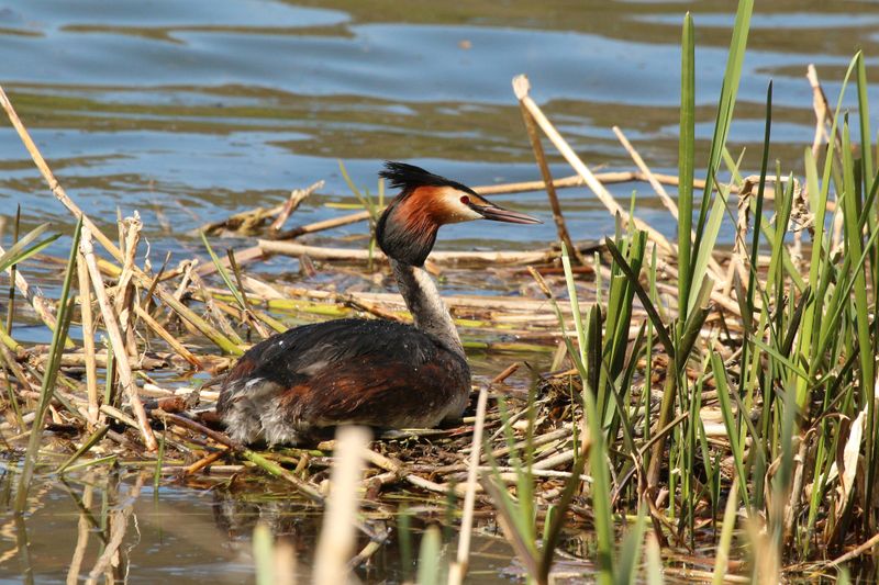 Great Crested Grebe