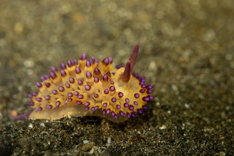 Nudibranch