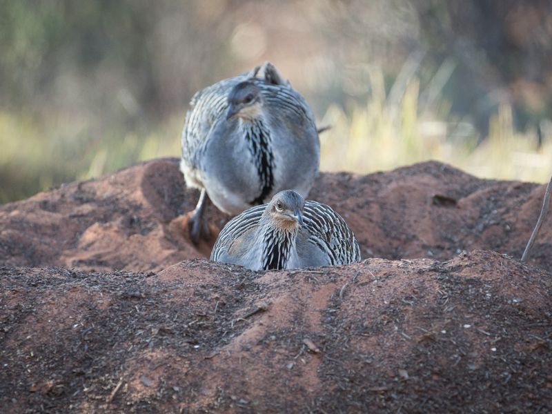 Mallee Fowl