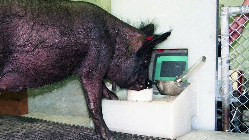 Pig