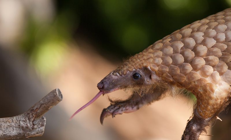 Pangolin