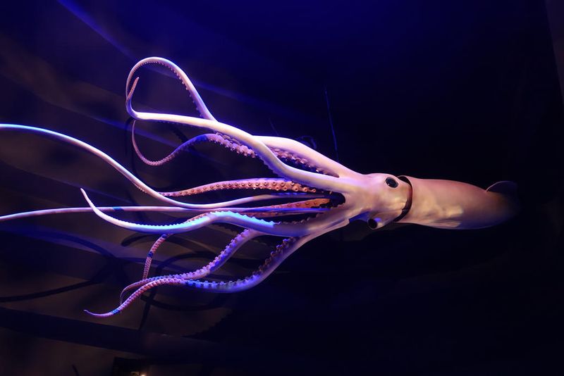 Giant Squid