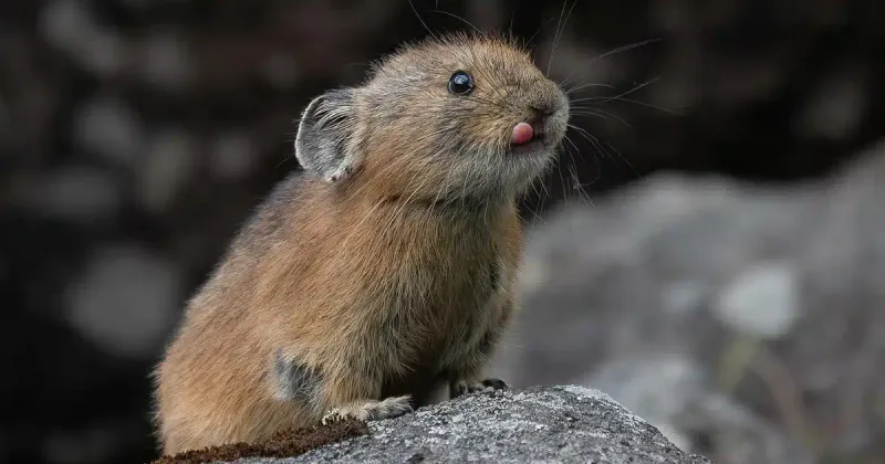 Japanese Pika