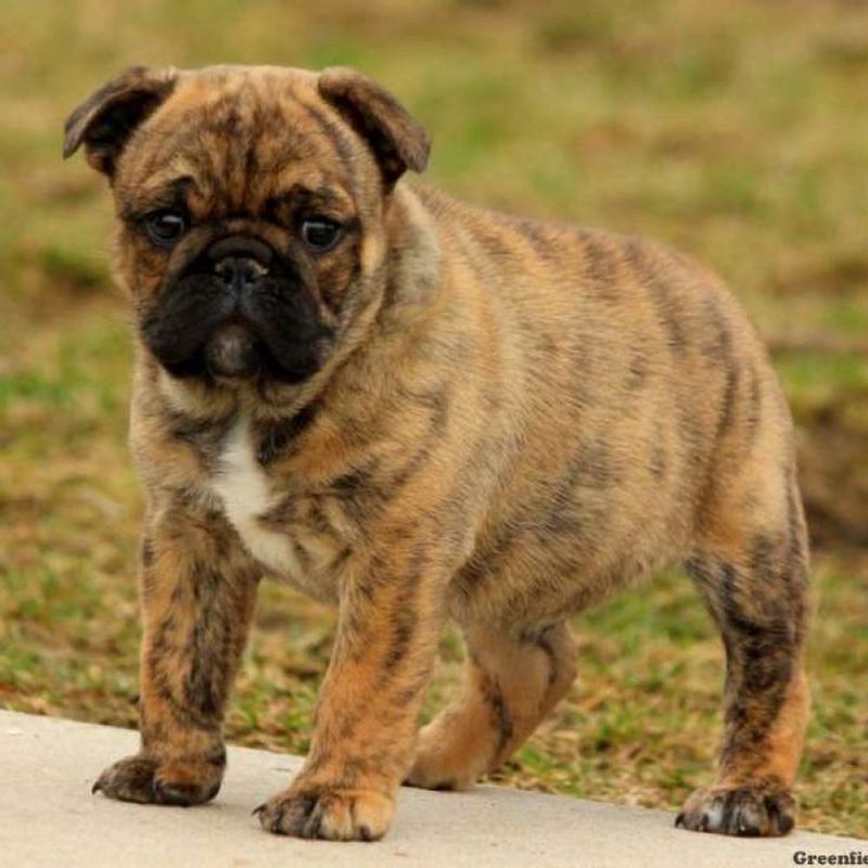 Toy Bulldog