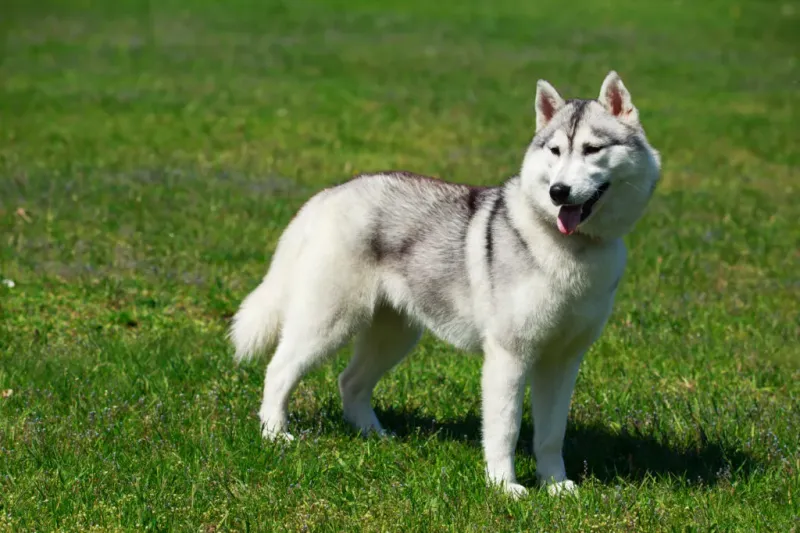 Alaskan Malamute