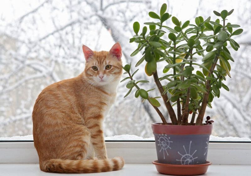 Jade Plant