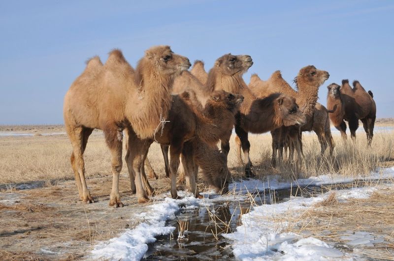 Bactrian Camel