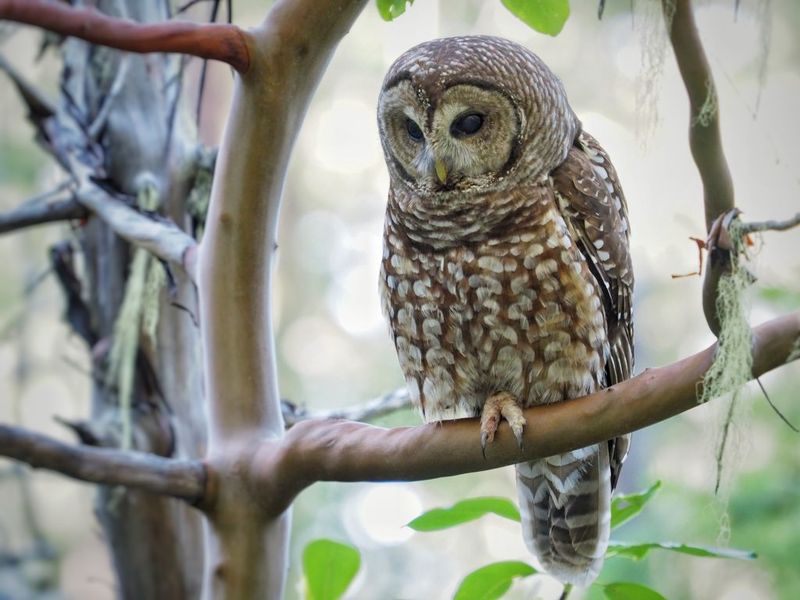 Northern Spotted Owl
