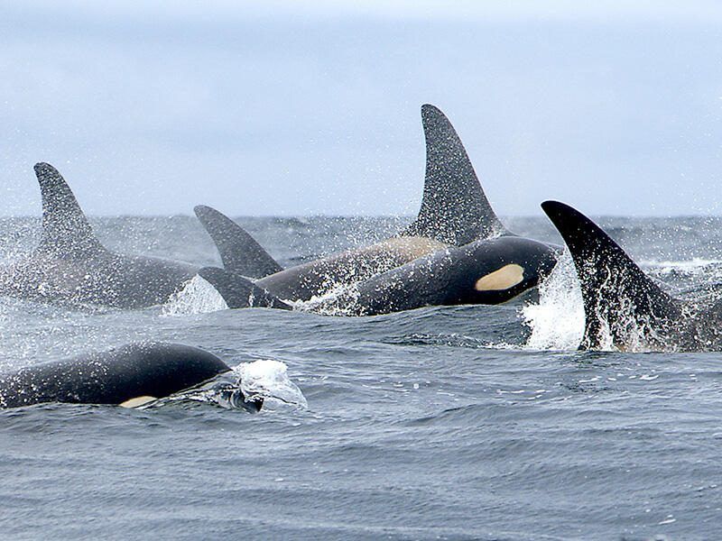 Prince William Sound, Alaska