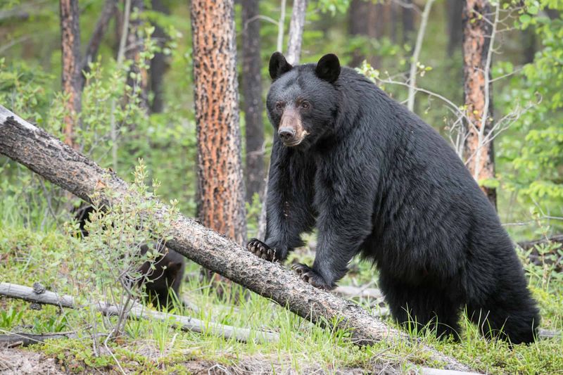 Black Bear