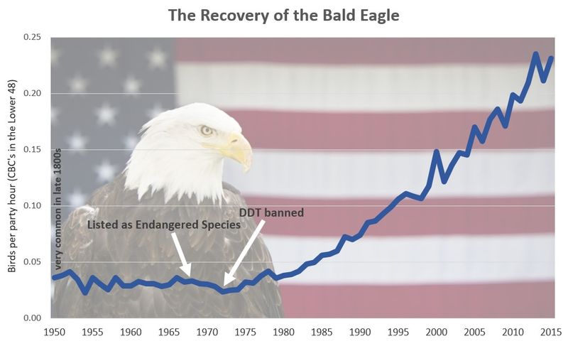 Bald Eagle