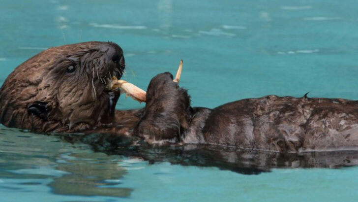 Once Nearly Wiped Out—These 15 American Animals Are Thriving Again