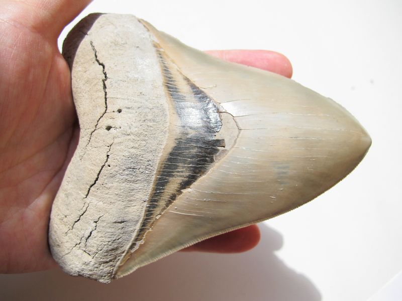 Megalodon’s Teeth Could Grow Over 7 Inches Long