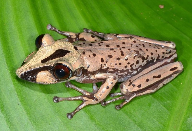Aparasphenodon brunoi