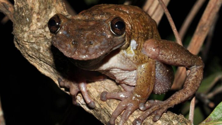 Only 2 Frogs in the World Are Venomous—And They’re Not Where You’d Expect