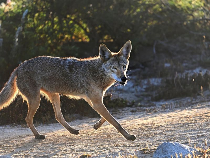 Coyotes