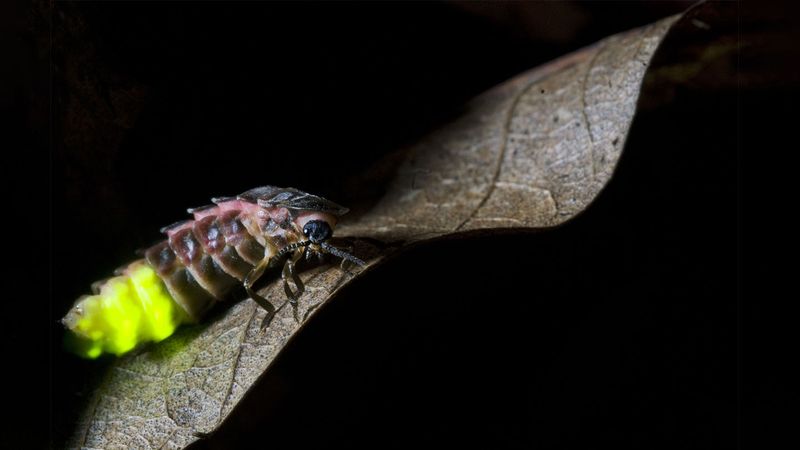 Glow Worms