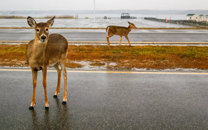 Deer
