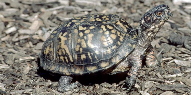 Box Turtle