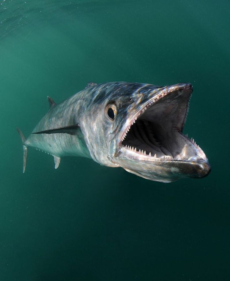 Kingfish