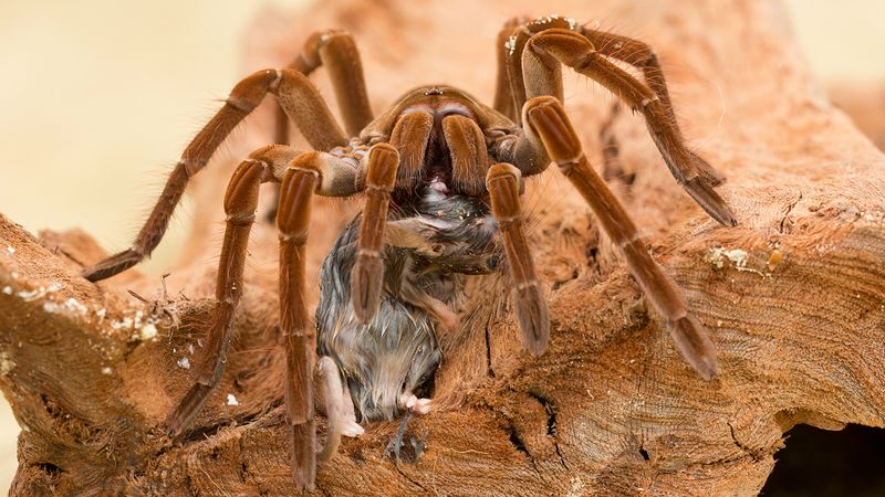 Goliath Birdeater Spider