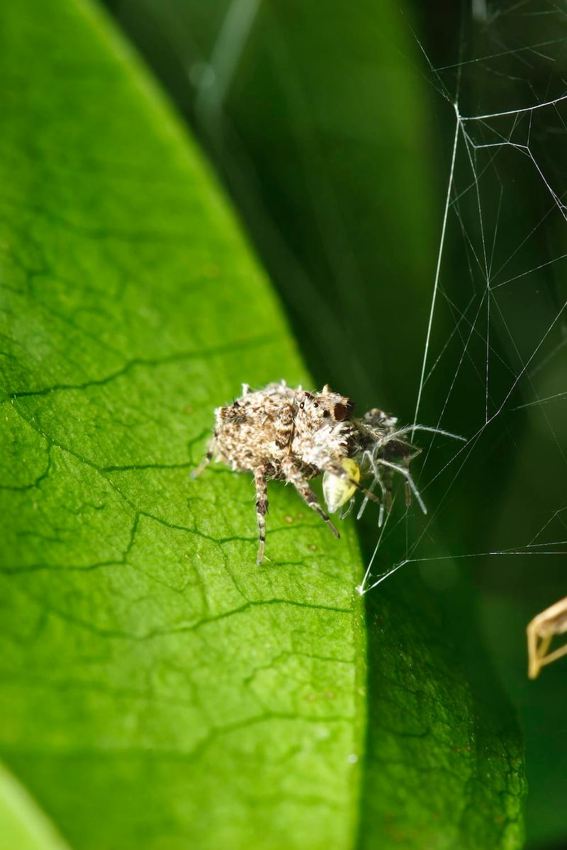 Portia Spider