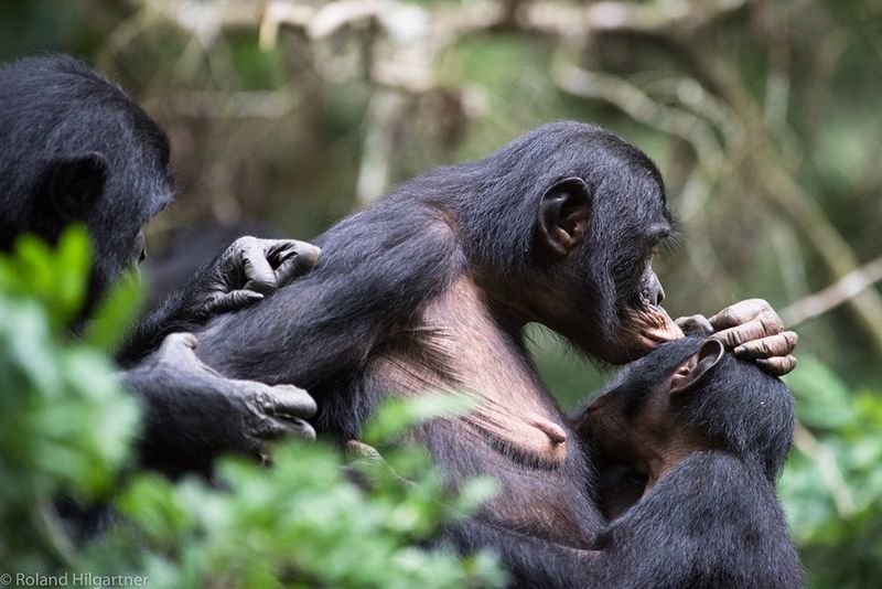 Bonobos
